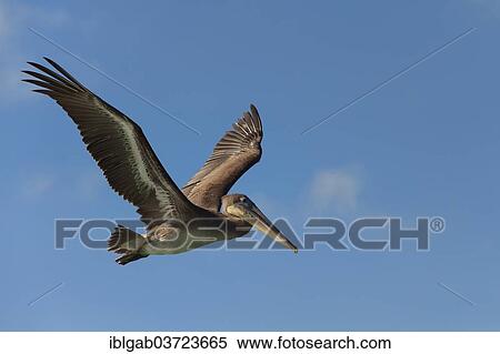Stock Photography - "Galapagos Brown Pelican (Pelecanus occidentalis urinator) in flight, Santa Cruz Island, Galapagos Islands, Ecuador, South America". Fotosearch