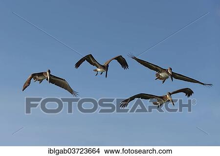 "Galapagos Brown Pelicans (Pelecanus occidentalis urinator) in flight, Santa Cruz Island, Galapagos Islands, Ecuador, South America" View Large Photo Image Picture - "Galapagos Brown Pelicans (Pelecanus occidentalis urinator) in flight, Santa Cruz Island, Galapagos Islands, Ecuador, South America". Fotosearch