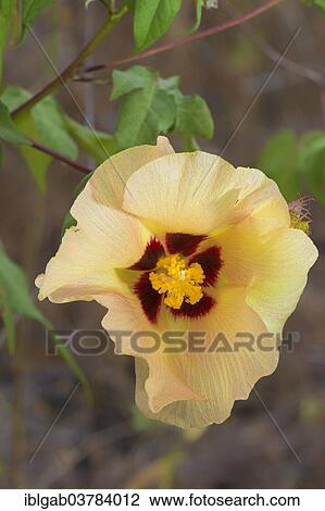 "Galapagos Cotton (Gossypium barbadense var. darwinii), Floreana Island, Galapagos, Unesco World Heritage Site, Ecuador, South America" View Large Photo Image Stock Image - "Galapagos Cotton (Gossypium barbadense var. darwinii), Floreana Island, Galapagos, Unesco World Heritage Site, Ecuador, South America". Fotosearch