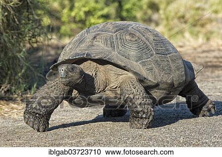 "Galapagos Giant Tortoise (Geochelone elephantophus vandenburgi), Santa Cruz Island, Galapagos Islands, Ecuador, South America" View Large Photo Image Stock Image - "Galapagos Giant Tortoise (Geochelone elephantophus vandenburgi), Santa Cruz Island, Galapagos Islands, Ecuador, South America". Fotosearch