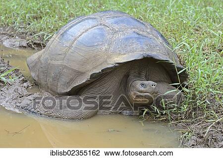 "Galapagos Giant Tortoise (Geochelone elephantopus porteri) in a swamp area of the highlands, Santa Cruz Island, Indefatigable Island, Galapagos Islands, UNESCO World Natural Heritage Site, Ecuador, South America" View Large Photo Image Stock Image - "Galapagos Giant Tortoise (Geochelone elephantopus porteri) in a swamp area of the highlands, Santa Cruz Island, Indefatigable Island, Galapagos Islands, UNESCO World Natural Heritage Site, Ecuador, South America". Fotosearch
