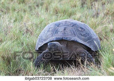 "Galapagos Giant Tortoise (Geochelone elephantophus vandenburgi), Isabela Island, Galapagos Islands, Ecuador, South America" View Large Photo Image Stock Photo - "Galapagos Giant Tortoise (Geochelone elephantophus vandenburgi), Isabela Island, Galapagos Islands, Ecuador, South America". Fotosearch