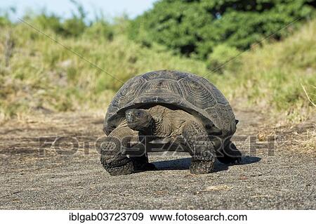 "Galapagos Giant Tortoise (Geochelone elephantophus vandenburgi), Santa Cruz Island, Galapagos Islands, Ecuador, South America" View Large Photo Image Stock Photo - "Galapagos Giant Tortoise (Geochelone elephantophus vandenburgi), Santa Cruz Island, Galapagos Islands, Ecuador, South America". Fotosearch