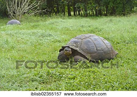 "Galapagos Giant Tortoise (Geochelone elephantopus porteri) in a swamp area of the highlands, Santa Cruz Island, Indefatigable Island, Galapagos Islands, UNESCO World Natural Heritage Site, Ecuador, South America" View Large Photo Image Stock Photo - "Galapagos Giant Tortoise (Geochelone elephantopus porteri) in a swamp area of the highlands, Santa Cruz Island, Indefatigable Island, Galapagos Islands, UNESCO World Natural Heritage Site, Ecuador, South America". Fotosearch