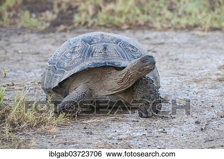 "Galapagos Giant Tortoise (Geochelone elephantophus vandenburgi), Isabela Island, Galapagos Islands, Ecuador, South America" View Large Photo Image Stock Photograph - "Galapagos Giant Tortoise (Geochelone elephantophus vandenburgi), Isabela Island, Galapagos Islands, Ecuador, South America". Fotosearch