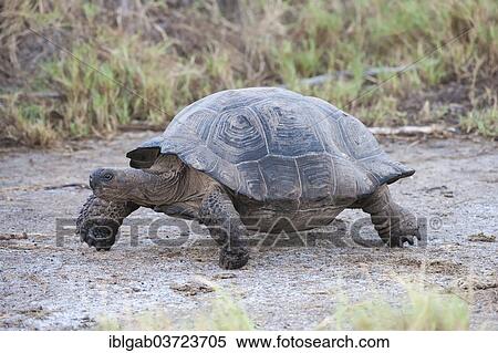 "Galapagos Giant Tortoise (Geochelone elephantophus vandenburgi), Isabela Island, Galapagos Islands, Ecuador, South America" View Large Photo Image Stock Photography - "Galapagos Giant Tortoise (Geochelone elephantophus vandenburgi), Isabela Island, Galapagos Islands, Ecuador, South America". Fotosearch