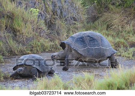 Picture - "Galapagos Giant Tortoises (Geochelone elephantophus vandenburgi), Isabela Island, Galapagos Islands, Ecuador, South America". Fotosearch
