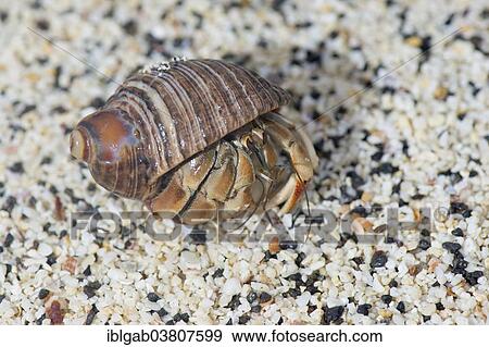 "Galapagos Hermit Crab (Calcinus explorator), Galapagos, Ecuador, South America" View Large Photo Image Stock Photo - "Galapagos Hermit Crab (Calcinus explorator), Galapagos, Ecuador, South America". Fotosearch