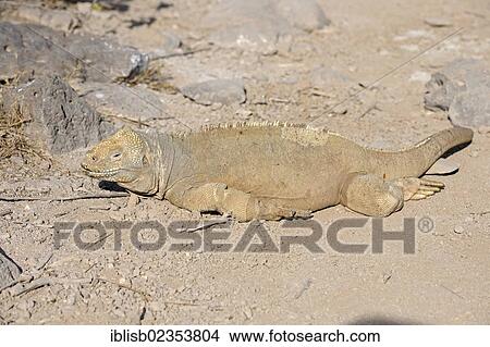 "Galapagos Land Iguana (Conolophus subcristatus), subspecies of Santa Fe Island, Isla Santa Fe, Galapagos, UNESCO World Heritage Site, Ecuador, South America" View Large Photo Image Picture - "Galapagos Land Iguana (Conolophus subcristatus), subspecies of Santa Fe Island, Isla Santa Fe, Galapagos, UNESCO World Heritage Site, Ecuador, South America". Fotosearch