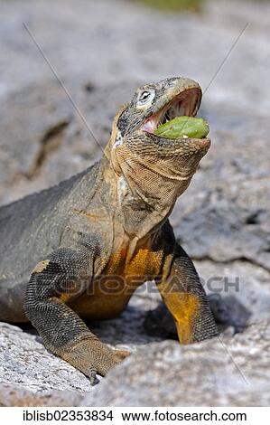 "Galapagos Land Iguana (Conolophus subcristatus), feeding on Galapagos prickly pear (Opuntia echios), subspecies of South Plaza Island, Isla Plaza Sur, Galapagos, UNESCO World Heritage Site, Ecuador, South America" View Large Photo Image Picture - "Galapagos Land Iguana (Conolophus subcristatus), feeding on Galapagos prickly pear (Opuntia echios), subspecies of South Plaza Island, Isla Plaza Sur, Galapagos, UNESCO World Heritage Site, Ecuador, South America". Fotosearch