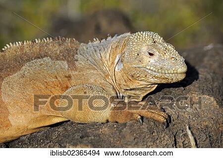 "Galapagos Land Iguana (Conolophus subcristatus), subspecies from Santa Fe Island, Galapagos Islands, UNESCO World Natural Heritage Site, Ecuador, South America" View Large Photo Image Picture - "Galapagos Land Iguana (Conolophus subcristatus), subspecies from Santa Fe Island, Galapagos Islands, UNESCO World Natural Heritage Site, Ecuador, South America". Fotosearch