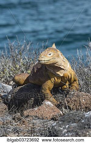 "Galapagos Land Iguana (Conolophus subcristatus), Seymour Norte, Galapagos Islands, Ecuador, South America" View Large Photo Image Stock Image - "Galapagos Land Iguana (Conolophus subcristatus), Seymour Norte, Galapagos Islands, Ecuador, South America". Fotosearch
