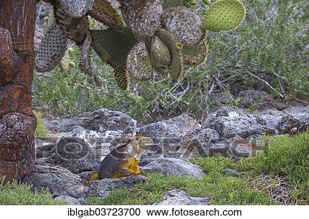 Stock Image - "Galapagos Land Iguana (Conolophus subcristatus), South Plaza Island, Galapagos Islands, Ecuador, South America". Fotosearch