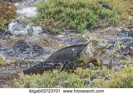 "Galapagos Land Iguana (Conolophus subcristatus), South Plaza Island, Galapagos Islands, Ecuador, South America" View Large Photo Image Stock Image - "Galapagos Land Iguana (Conolophus subcristatus), South Plaza Island, Galapagos Islands, Ecuador, South America". Fotosearch