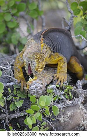 "Galapagos Land Iguana (Conolophus subcristatus), feeding on leaves of Galapagos prickly pear (Opuntia echios), subspecies of South Plaza Island, Isla Plaza Sur, Galapagos, UNESCO World Heritage Site, Ecuador, South America" View Large Photo Image Stock Image - "Galapagos Land Iguana (Conolophus subcristatus), feeding on leaves of Galapagos prickly pear (Opuntia echios), subspecies of South Plaza Island, Isla Plaza Sur, Galapagos, UNESCO World Heritage Site, Ecuador, South America". Fotosearch