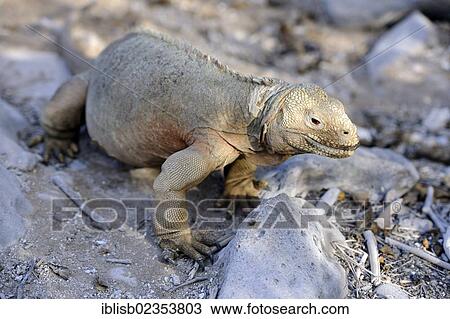 Stock Image - "Galapagos Land Iguana (Conolophus subcristatus), subspecies of Santa Fe Island, Isla Santa Fe, Galapagos, UNESCO World Heritage Site, Ecuador, South America". Fotosearch