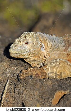 "Galapagos Land Iguana (Conolophus subcristatus), subspecies of Santa Fe Island, Isla Santa Fe, Galapagos, UNESCO World Heritage Site, Ecuador, South America" View Large Photo Image Stock Image - "Galapagos Land Iguana (Conolophus subcristatus), subspecies of Santa Fe Island, Isla Santa Fe, Galapagos, UNESCO World Heritage Site, Ecuador, South America". Fotosearch