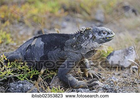"Galapagos Land Iguana (Conolophus subcristatus), South Plaza Island, Isla Plaza Sur, Galapagos, UNESCO World Heritage Site, Ecuador, South America" View Large Photo Image Stock Image - "Galapagos Land Iguana (Conolophus subcristatus), South Plaza Island, Isla Plaza Sur, Galapagos, UNESCO World Heritage Site, Ecuador, South America". Fotosearch