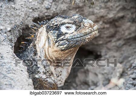 "Galapagos Land Iguana (Conolophus subcristatus) in its burrow, South Plaza Island, Galapagos Islands, Ecuador, South America" View Large Photo Image Stock Photo - "Galapagos Land Iguana (Conolophus subcristatus) in its burrow, South Plaza Island, Galapagos Islands, Ecuador, South America". Fotosearch