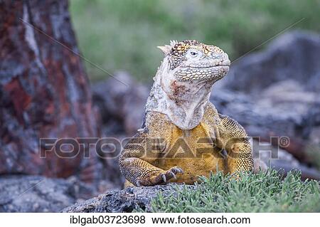 "Galapagos Land Iguana (Conolophus subcristatus), South Plaza Island, Galapagos Islands, Ecuador, South America" View Large Photo Image Stock Photo - "Galapagos Land Iguana (Conolophus subcristatus), South Plaza Island, Galapagos Islands, Ecuador, South America". Fotosearch