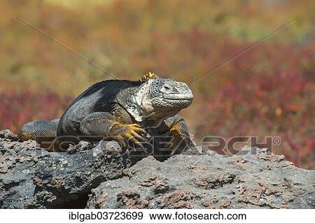 Stock Photo - "Galapagos Land Iguana (Conolophus subcristatus), South Plaza Island, Galapagos Islands, Ecuador, South America". Fotosearch