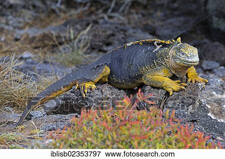 "Galapagos Land Iguana (Conolophus subcristatus), subspecies of South Plaza Island, Isla Plaza Sur, Galapagos, UNESCO World Heritage Site, Ecuador, South America" View Large Photo Image Stock Photo - "Galapagos Land Iguana (Conolophus subcristatus), subspecies of South Plaza Island, Isla Plaza Sur, Galapagos, UNESCO World Heritage Site, Ecuador, South America". Fotosearch