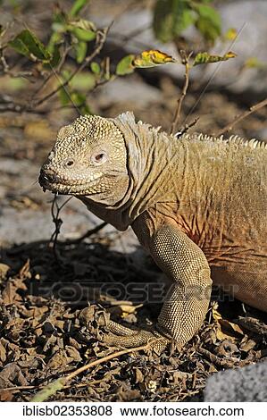 "Galapagos Land Iguana (Conolophus subcristatus), subspecies of Santa Fe Island, Isla Santa Fe, Galapagos, UNESCO World Heritage Site, Ecuador, South America" View Large Photo Image Stock Photo - "Galapagos Land Iguana (Conolophus subcristatus), subspecies of Santa Fe Island, Isla Santa Fe, Galapagos, UNESCO World Heritage Site, Ecuador, South America". Fotosearch