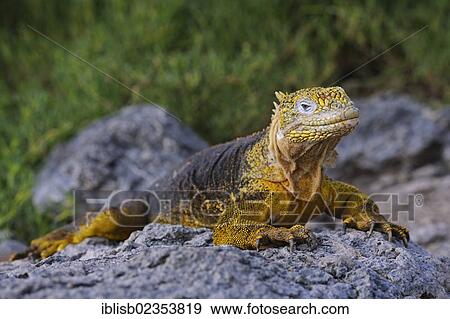 "Galapagos Land Iguana (Conolophus subcristatus), subspecies of South Plaza Island, Isla Plaza Sur, Galapagos, UNESCO World Heritage Site, Ecuador, South America" View Large Photo Image Stock Photo - "Galapagos Land Iguana (Conolophus subcristatus), subspecies of South Plaza Island, Isla Plaza Sur, Galapagos, UNESCO World Heritage Site, Ecuador, South America". Fotosearch