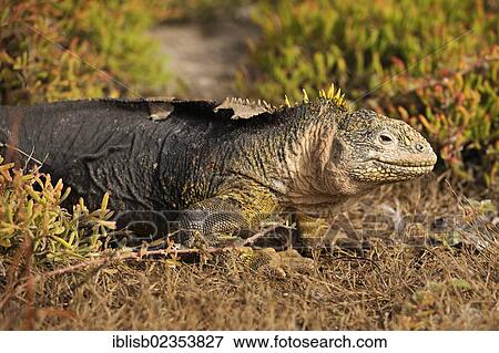 "Galapagos Land Iguana (Conolophus subcristatus), subspecies of South Plaza Island, Isla Plaza Sur, Galapagos, UNESCO World Heritage Site, Ecuador, South America" View Large Photo Image Stock Photo - "Galapagos Land Iguana (Conolophus subcristatus), subspecies of South Plaza Island, Isla Plaza Sur, Galapagos, UNESCO World Heritage Site, Ecuador, South America". Fotosearch