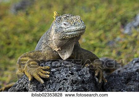 "Galapagos Land Iguana (Conolophus subcristatus), subspecies of South Plaza Island, Isla Plaza Sur, Galapagos, UNESCO World Heritage Site, Ecuador, South America" View Large Photo Image Stock Photo - "Galapagos Land Iguana (Conolophus subcristatus), subspecies of South Plaza Island, Isla Plaza Sur, Galapagos, UNESCO World Heritage Site, Ecuador, South America". Fotosearch