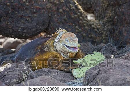"Galapagos Land Iguana (Conolophus subcristatus) feeding on cactus leaves, Seymour Norte, Galapagos Islands, Ecuador, South America" View Large Photo Image Stock Photograph - "Galapagos Land Iguana (Conolophus subcristatus) feeding on cactus leaves, Seymour Norte, Galapagos Islands, Ecuador, South America". Fotosearch