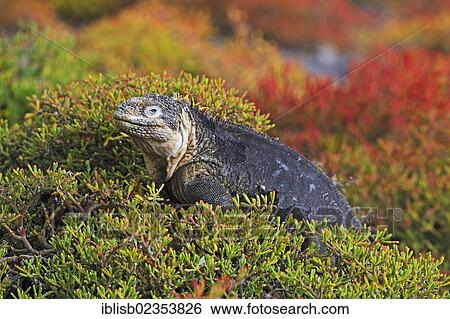 "Galapagos Land Iguana (Conolophus subcristatus), subspecies of South Plaza Island, Isla Plaza Sur, Galapagos, UNESCO World Heritage Site, Ecuador, South America" View Large Photo Image Stock Photograph - "Galapagos Land Iguana (Conolophus subcristatus), subspecies of South Plaza Island, Isla Plaza Sur, Galapagos, UNESCO World Heritage Site, Ecuador, South America". Fotosearch