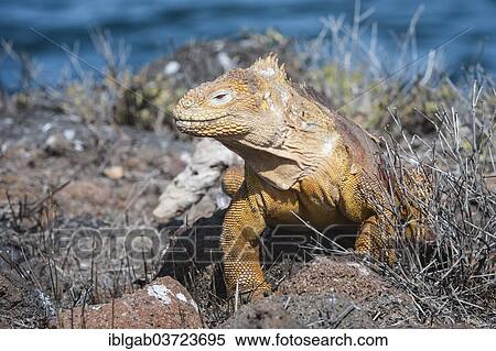 "Galapagos Land Iguana (Conolophus subcristatus), Seymour Norte, Galapagos Islands, Ecuador, South America" View Large Photo Image Stock Photography - "Galapagos Land Iguana (Conolophus subcristatus), Seymour Norte, Galapagos Islands, Ecuador, South America". Fotosearch