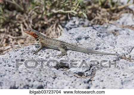 "Galapagos Lava Lizard (Microlophus albemarlensis), South Plaza Island, Galapagos Islands, Ecuador, South America" View Large Photo Image Picture - "Galapagos Lava Lizard (Microlophus albemarlensis), South Plaza Island, Galapagos Islands, Ecuador, South America". Fotosearch