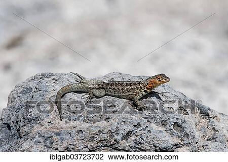 "Galapagos Lava Lizard (Microlophus albemarlensis), South Plaza Island, Galapagos Islands, Ecuador, South America" View Large Photo Image Stock Image - "Galapagos Lava Lizard (Microlophus albemarlensis), South Plaza Island, Galapagos Islands, Ecuador, South America". Fotosearch
