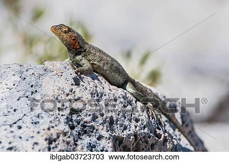 "Galapagos Lava Lizard (Microlophus albemarlensis), South Plaza Island, Galapagos Islands, Ecuador, South America" View Large Photo Image Stock Image - "Galapagos Lava Lizard (Microlophus albemarlensis), South Plaza Island, Galapagos Islands, Ecuador, South America". Fotosearch