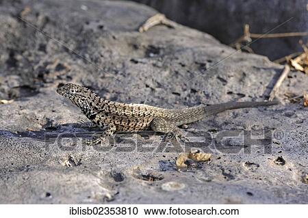 Stock Image - "Galapagos Lava Lizard (Tropidurus), Santa Fe Island, Isla Santa Fe, Galapagos, UNESCO World Heritage Site, Ecuador, South America". Fotosearch