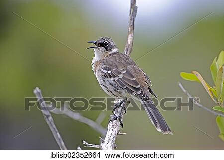 "Galapagos Mockingbird (Nesomimus parvulus), Santa Cruz Island, Galapagos Islands, UNESCO World Natural Heritage Site, Ecuador, South America" View Large Photo Image Picture - "Galapagos Mockingbird (Nesomimus parvulus), Santa Cruz Island, Galapagos Islands, UNESCO World Natural Heritage Site, Ecuador, South America". Fotosearch