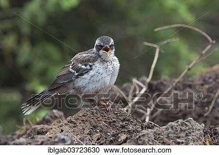 "Galapagos Mockingbird (Nesomimus parvulus) suffering from avian pox or bird pox, Santa Cruz Island, Galapagos Islands, Ecuador, South America" View Large Photo Image Stock Image - "Galapagos Mockingbird (Nesomimus parvulus) suffering from avian pox or bird pox, Santa Cruz Island, Galapagos Islands, Ecuador, South America". Fotosearch