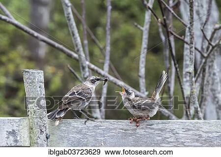 Stock Photo - "Galapagos Mockingbird (Nesomimus parvulus) feeding a chick suffering from avian pox or bird pox, Santa Cruz Island, Galapagos Islands, Ecuador, South America". Fotosearch