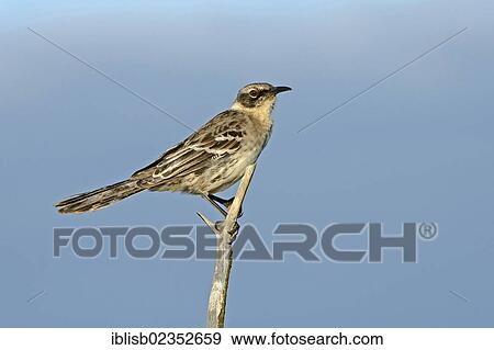"Galapagos Mockingbird (Nesomimus parvulus), Genovesa Island, Galapagos Islands, UNESCO World Natural Heritage, Ecuador, South America" View Large Photo Image Stock Photo - "Galapagos Mockingbird (Nesomimus parvulus), Genovesa Island, Galapagos Islands, UNESCO World Natural Heritage, Ecuador, South America". Fotosearch