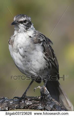 "Galapagos Mockingbird (Nesomimus parvulus), Santa Cruz Island, Galapagos Islands, Ecuador, South America" View Large Photo Image Stock Photograph - "Galapagos Mockingbird (Nesomimus parvulus), Santa Cruz Island, Galapagos Islands, Ecuador, South America". Fotosearch