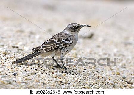"Galapagos Mockingbird (Nesomimus parvulus), Genovesa Island, Galapagos Islands, UNESCO World Natural Heritage Site, Ecuador, South America" View Large Photo Image Stock Photograph - "Galapagos Mockingbird (Nesomimus parvulus), Genovesa Island, Galapagos Islands, UNESCO World Natural Heritage Site, Ecuador, South America". Fotosearch