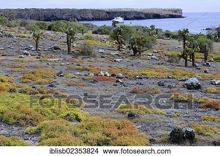 "Galapagos prickly pear (Opuntia echios), on a carpet of Shoreline purslane (Sesuvium portulacastrum), South Plaza Island, Isla Plaza Sur, Galapagos, UNESCO World Heritage Site, Ecuador, South America" View Large Photo Image Picture - "Galapagos prickly pear (Opuntia echios), on a carpet of Shoreline purslane (Sesuvium portulacastrum), South Plaza Island, Isla Plaza Sur, Galapagos, UNESCO World Heritage Site, Ecuador, South America". Fotosearch
