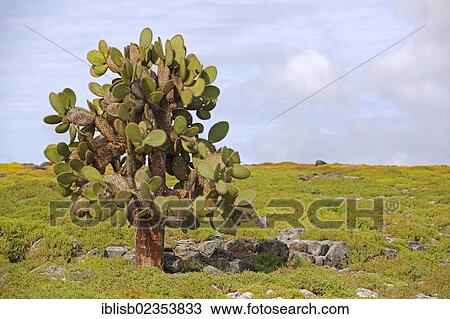 "Galapagos prickly pear (Opuntia echios), South Plaza Island, Isla Plaza Sur, Galapagos, UNESCO World Heritage Site, Ecuador, South America" View Large Photo Image Stock Image - "Galapagos prickly pear (Opuntia echios), South Plaza Island, Isla Plaza Sur, Galapagos, UNESCO World Heritage Site, Ecuador, South America". Fotosearch