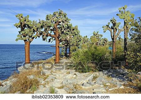 "Galapagos prickly pear (Opuntia echios), Santa Fe Island, Isla Santa Fe, Galapagos, UNESCO World Heritage Site, Ecuador, South America" View Large Photo Image Stock Photo - "Galapagos prickly pear (Opuntia echios), Santa Fe Island, Isla Santa Fe, Galapagos, UNESCO World Heritage Site, Ecuador, South America". Fotosearch