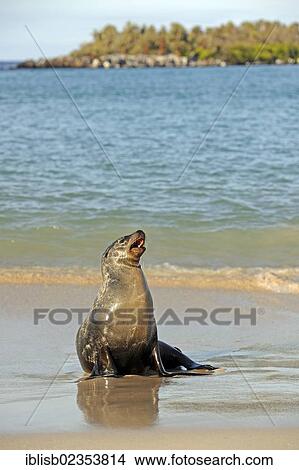 Picture - "Galapagos sea lion (Zalophus wollebaeki), Santa Fe Island, Isla Santa Fe, Galapagos, UNESCO World Heritage Site, Ecuador, South America". Fotosearch