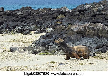 "Galapagos Sea Lion (Zalophus californianus wollebaeki), male, Genovesa Island, Galapagos, Ecuador, South America" View Large Photo Image Stock Image - "Galapagos Sea Lion (Zalophus californianus wollebaeki), male, Genovesa Island, Galapagos, Ecuador, South America". Fotosearch