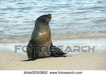 "Galapagos sea lion (Zalophus wollebaeki), Santa Fe Island, Isla Santa Fe, Galapagos, UNESCO World Heritage Site, Ecuador, South America" View Large Photo Image Stock Image - "Galapagos sea lion (Zalophus wollebaeki), Santa Fe Island, Isla Santa Fe, Galapagos, UNESCO World Heritage Site, Ecuador, South America". Fotosearch