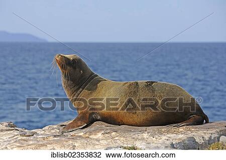 "Galapagos sea lion (Zalophus wollebaeki), South Plaza Island, Isla Plaza Sur, Galapagos, UNESCO World Heritage Site, Ecuador, South America" View Large Photo Image Stock Image - "Galapagos sea lion (Zalophus wollebaeki), South Plaza Island, Isla Plaza Sur, Galapagos, UNESCO World Heritage Site, Ecuador, South America". Fotosearch